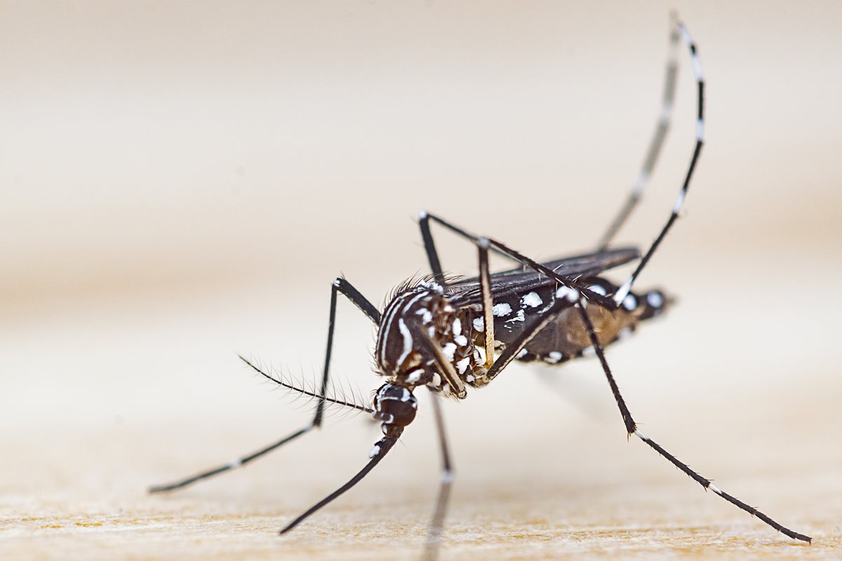 Chikungunya Avança: Doença Tropical Atinge os EUA e Acende Alerta Global!