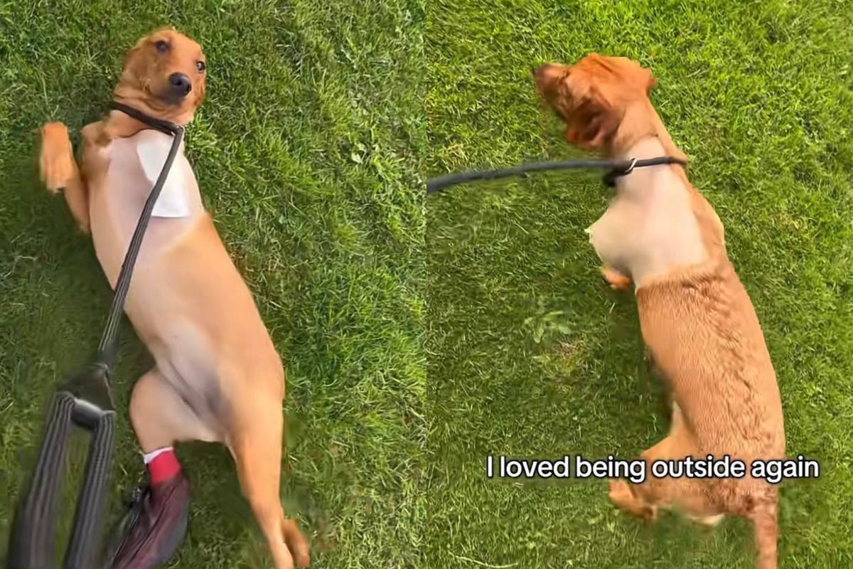 Labrador dá primeiros passos após amputação e emociona a internet