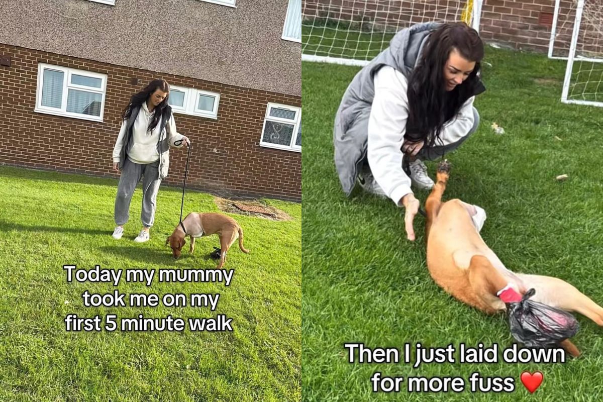 Cachorra Pippa passeando a primeira vez após amputação