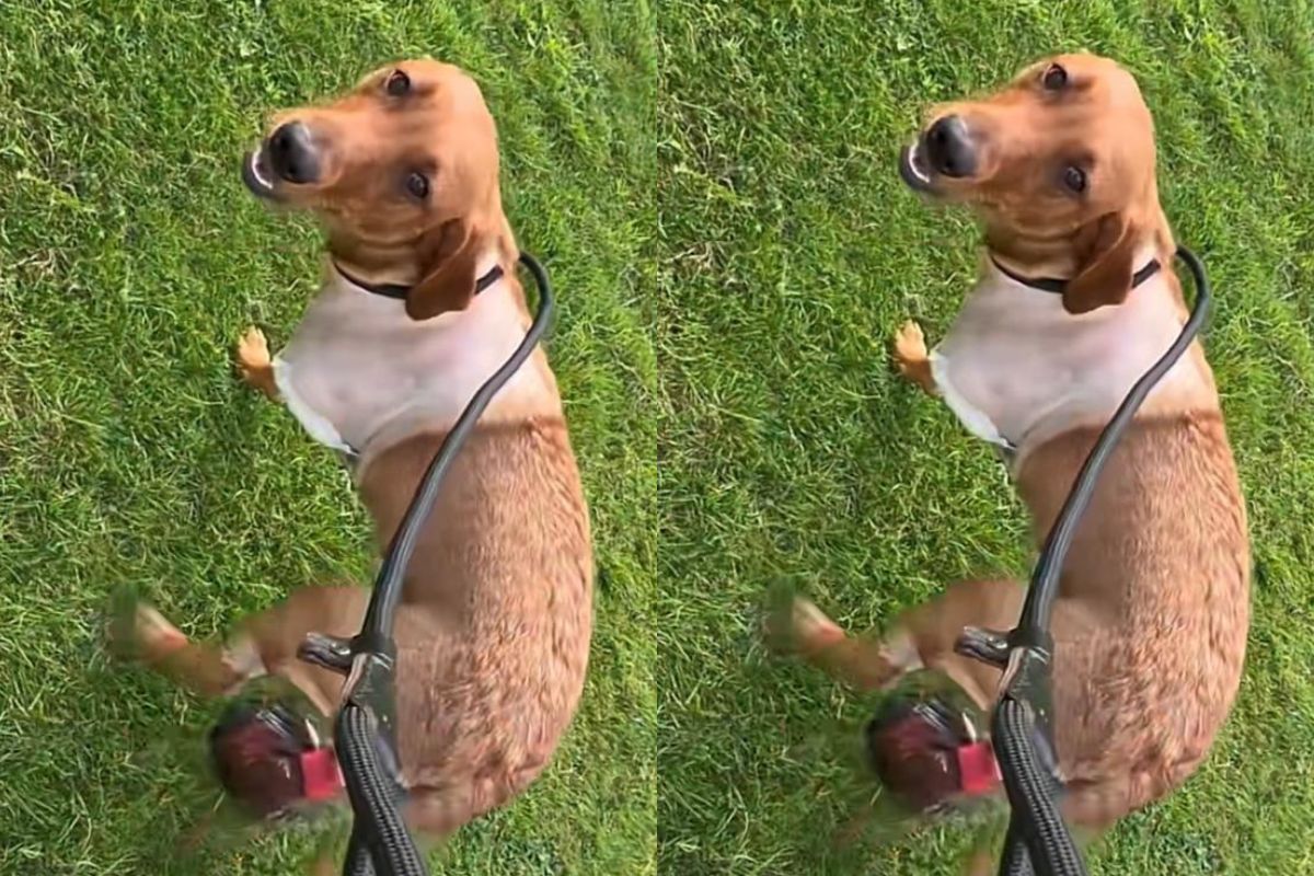 Cachorra Pippa passeando a primeira vez após amputação