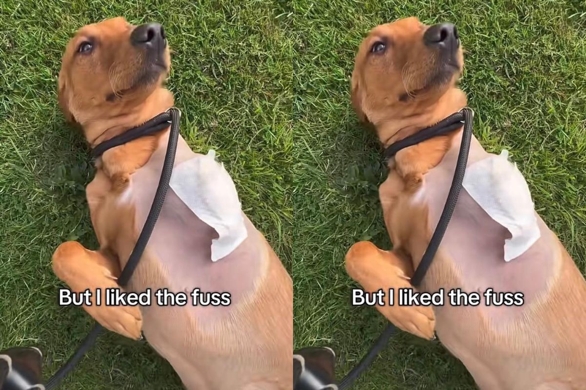 Cadela Pippa labrador passeando a primeira vez após amputação