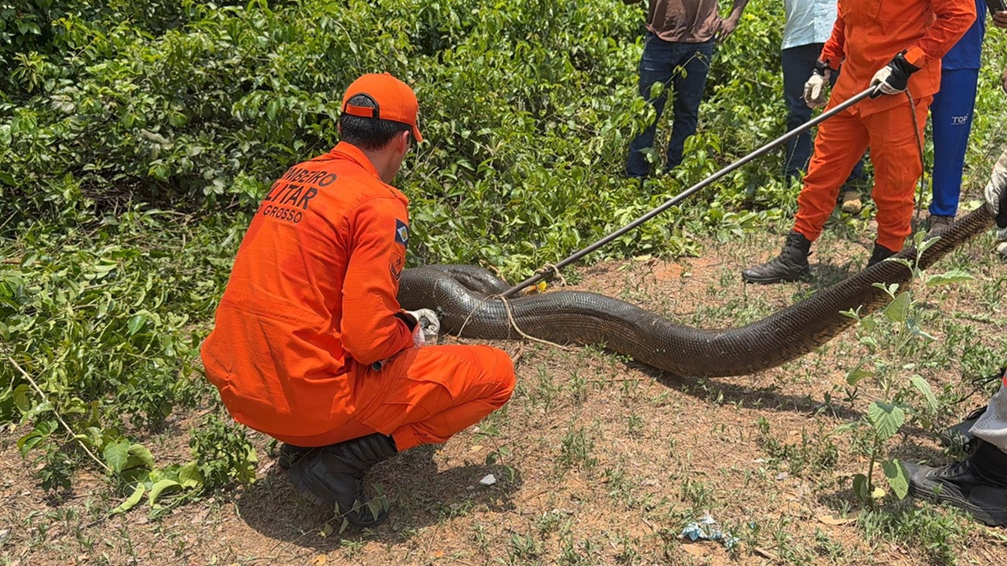Sucuri de 5 metros é resgatada pelos bombeiros em Mato Grosso