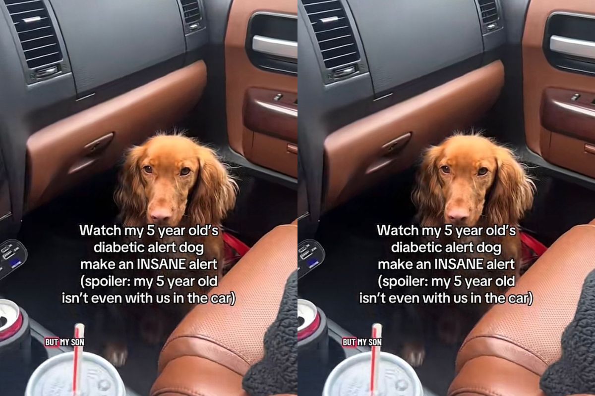 Ducky, o cão de serviço que alertou mãe de criança com diabetes tipo 1 mesmo de longe