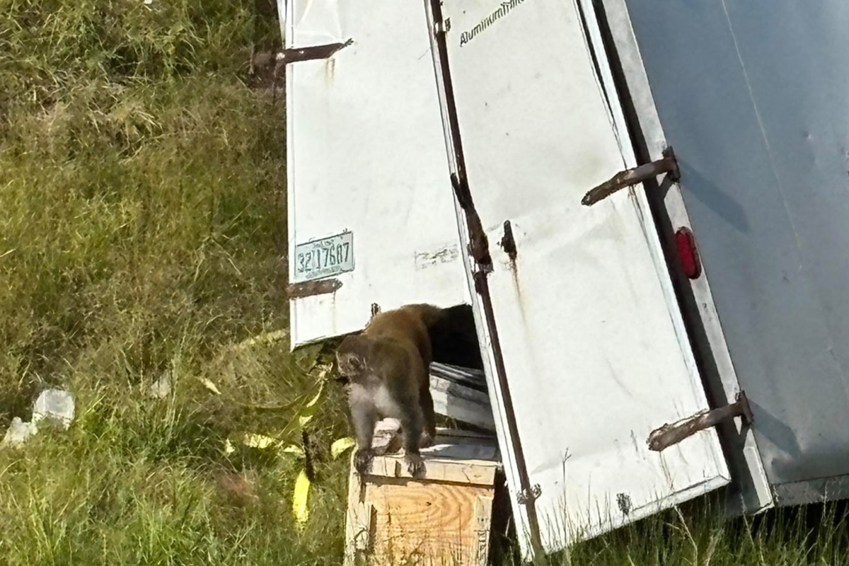 Foto colorida de macaco fugindo de caminhão tombado em grama - Metrópoles