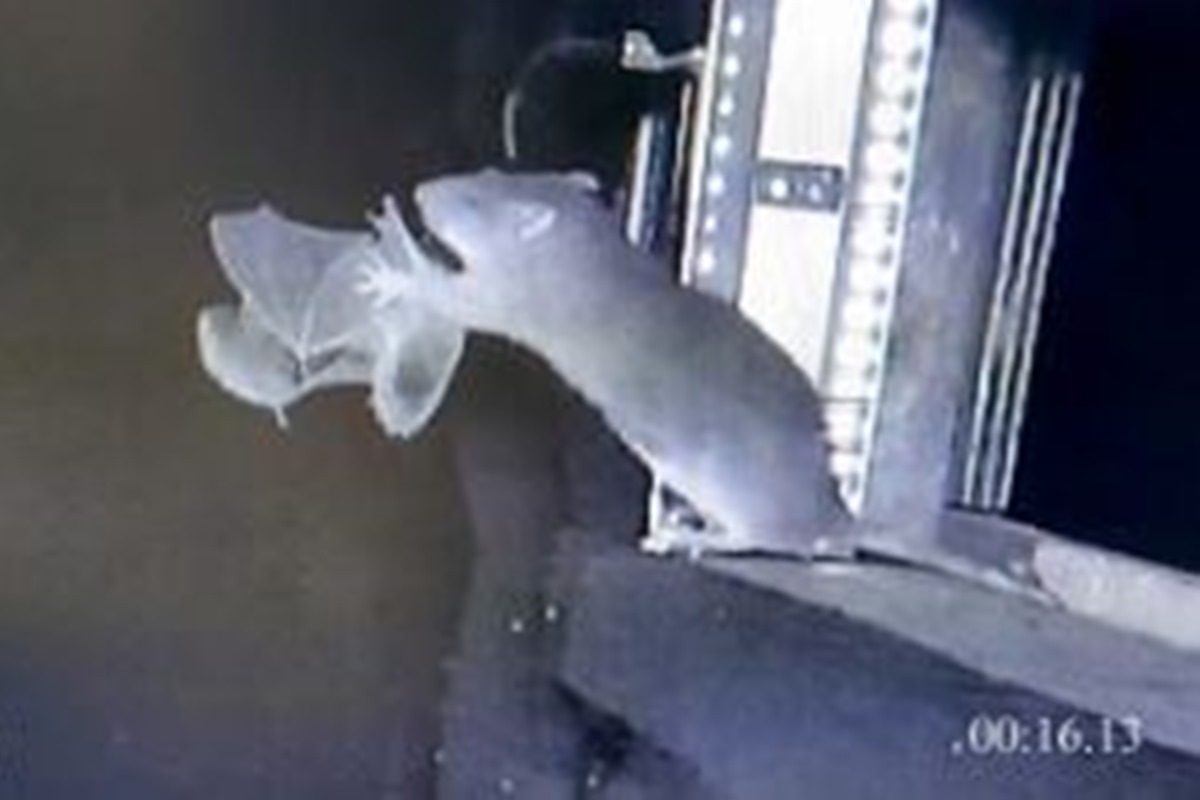 Roedores ferozes: imagens mostram ratos caçando morcegos na Alemanha