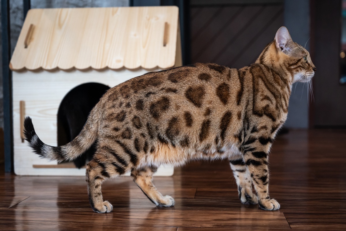 gato da raça bengal