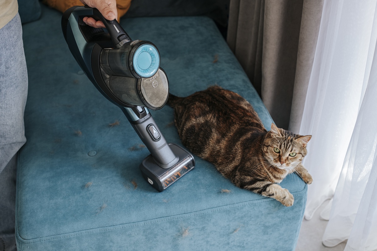 Adeus, Pelos! 5 Raças de Gatos Incríveis para um Lar Livre de Fios