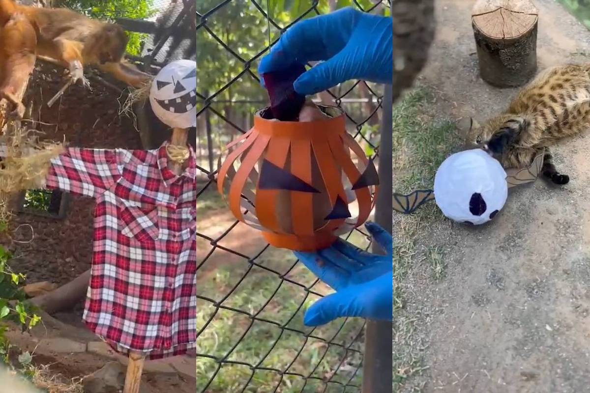 Morcegos e abóboras: animais do Zoo de Brasília “celebram” o Halloween