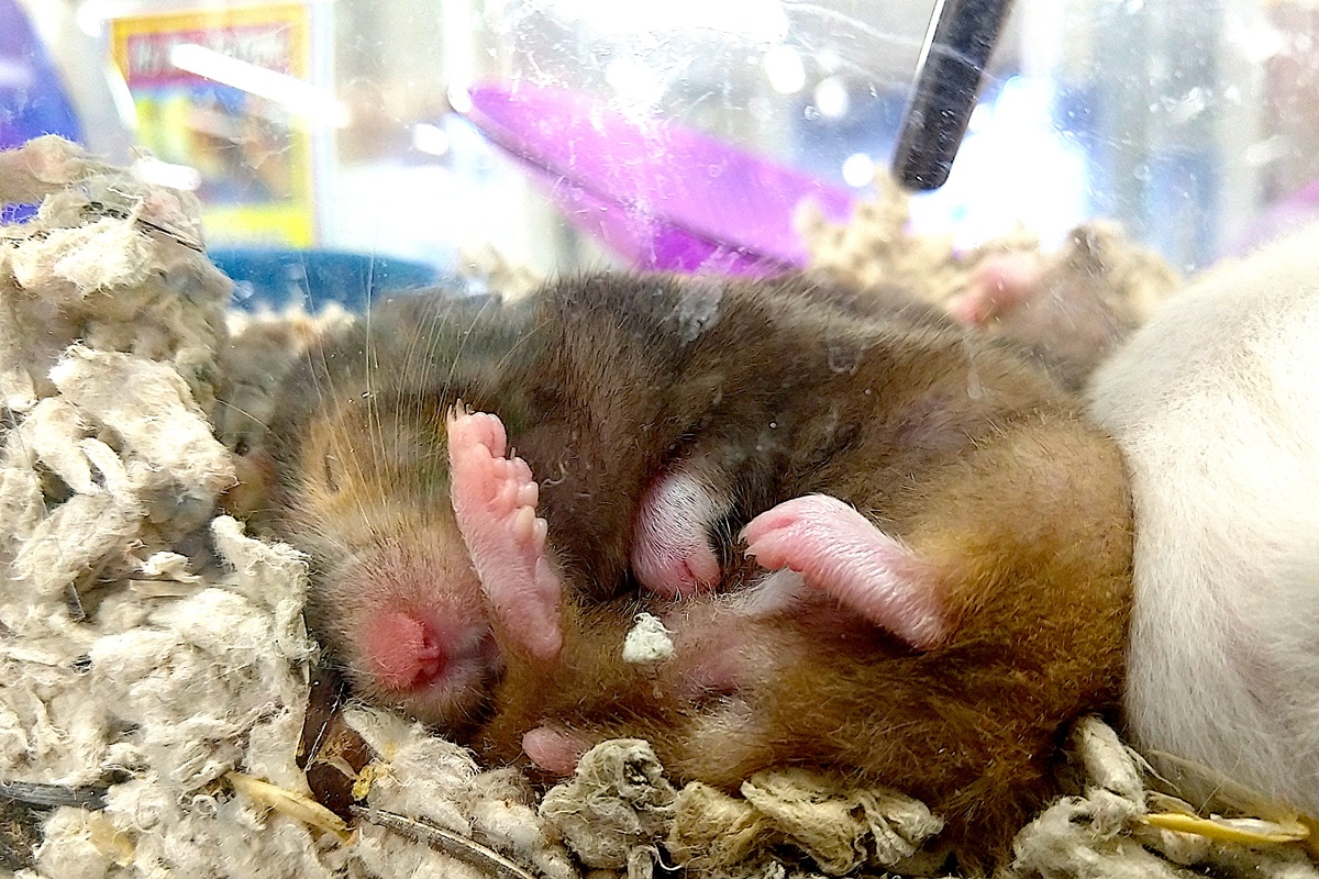 Foto colorida de hamster doméstico em estado de torpor - Por que alguns animais hibernam e como sobrevivem ao frio extremo - Metrópoles
