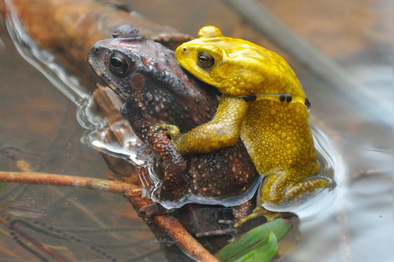 Sapo-comum-asiático fêmea marrom e macho amarelo (Duttaphrynus melanostictus) em Amplexus em seu habitat natural em Karnataka, Índia. Metrópoles