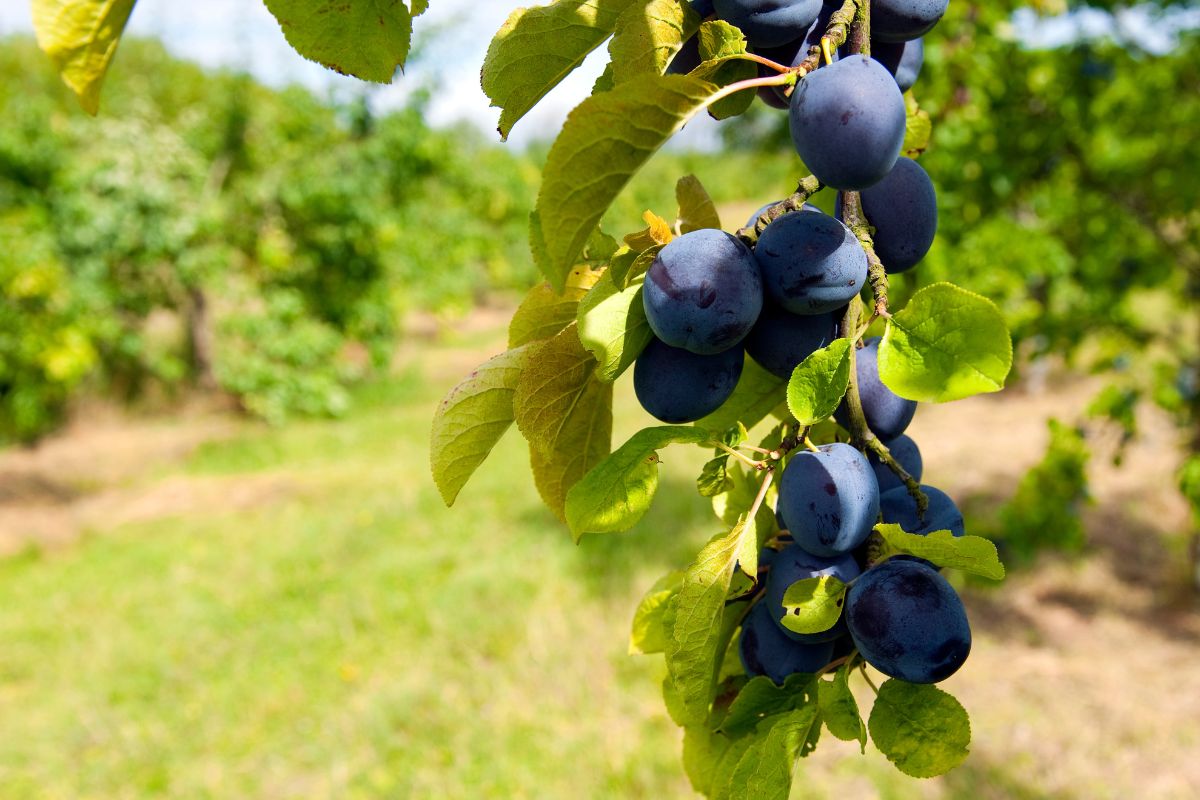 Foto colorida de ameixa - Metrópoles