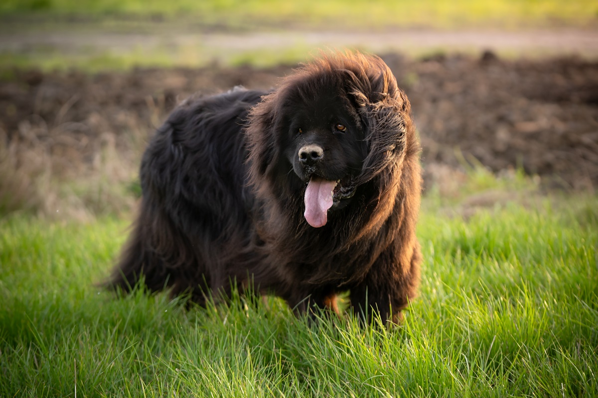 terra nova - raças gigantes