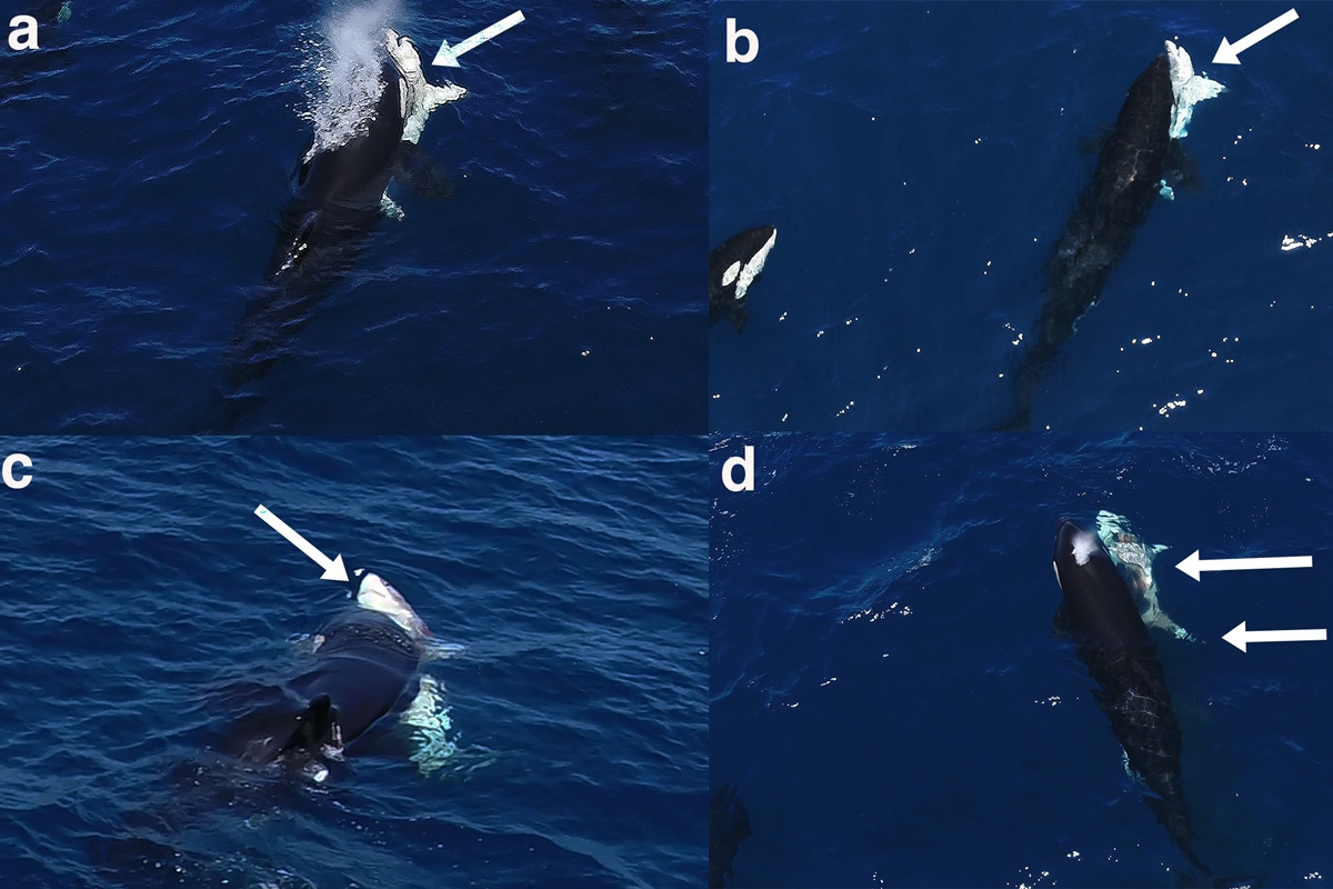 Imagens coloridas mostram orcas atacando tubarão - Metrópoles 