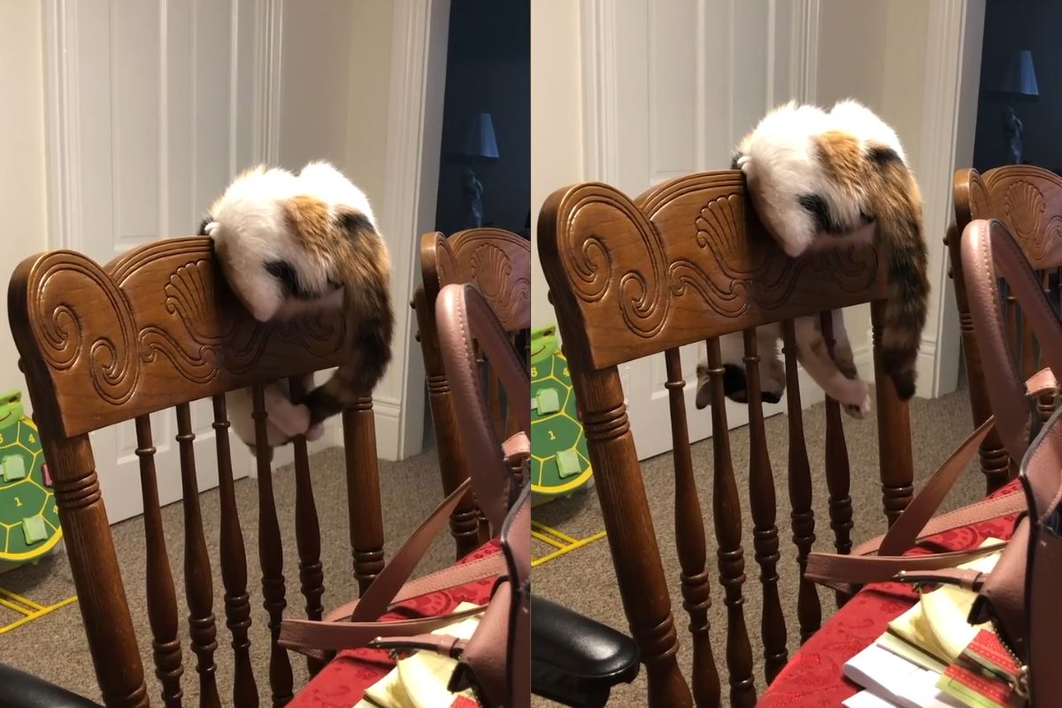 Gatinha resgatada ganha prêmio on-line por hábito curioso; saiba qual