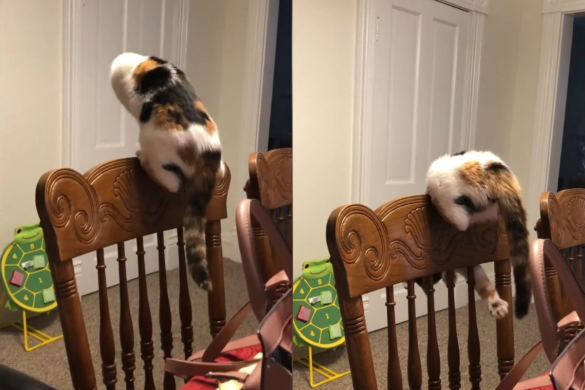 Gata pegando o próprio rabo, comportamento comum dos gatos