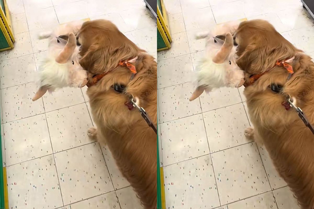 cachorro ganha bife e surpresa de aniversário de restaurante