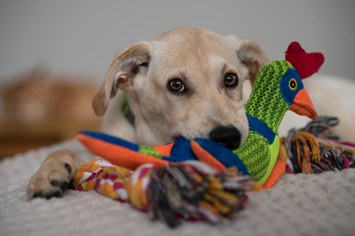 cachorro segurando pelucia