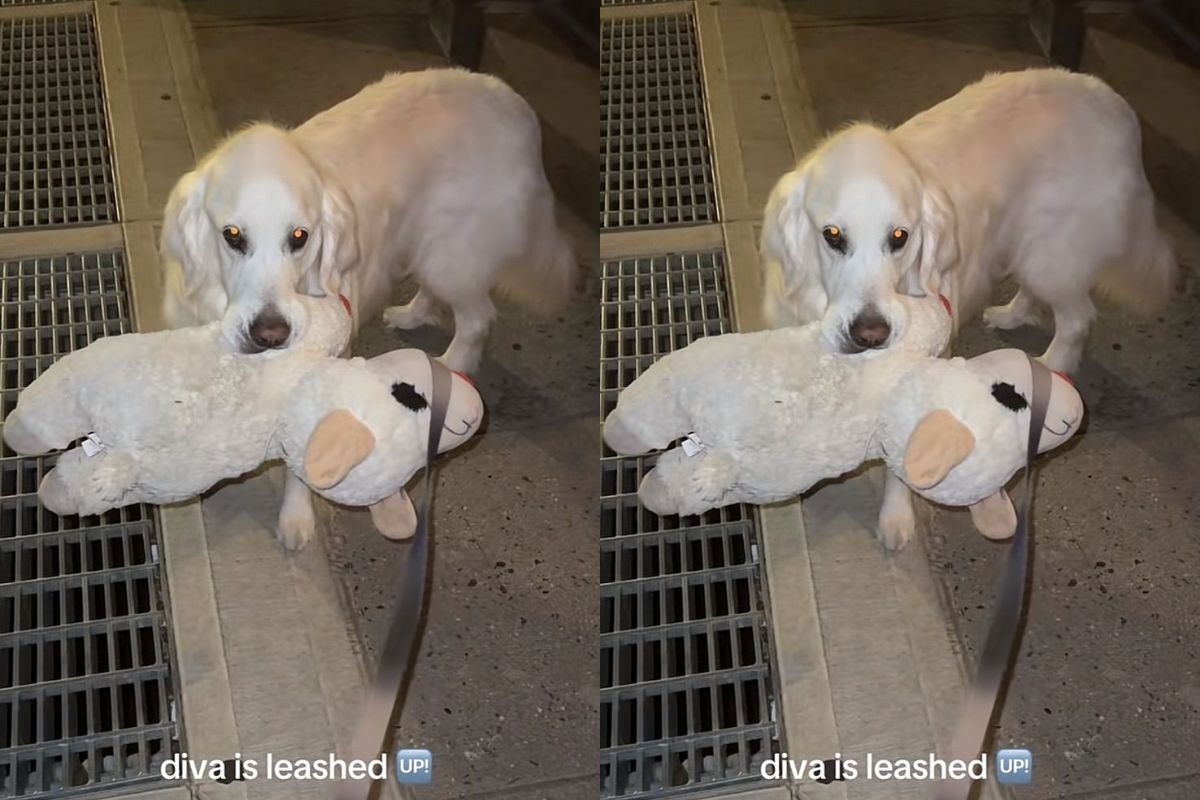 cachorra golden retriever viraliza por ter mania noturna engraçada