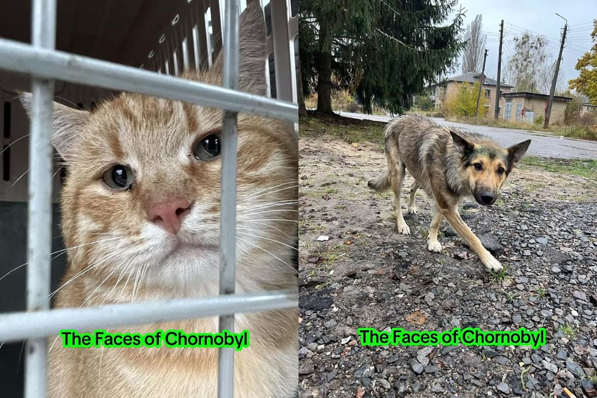 cães azuis em chernobyl