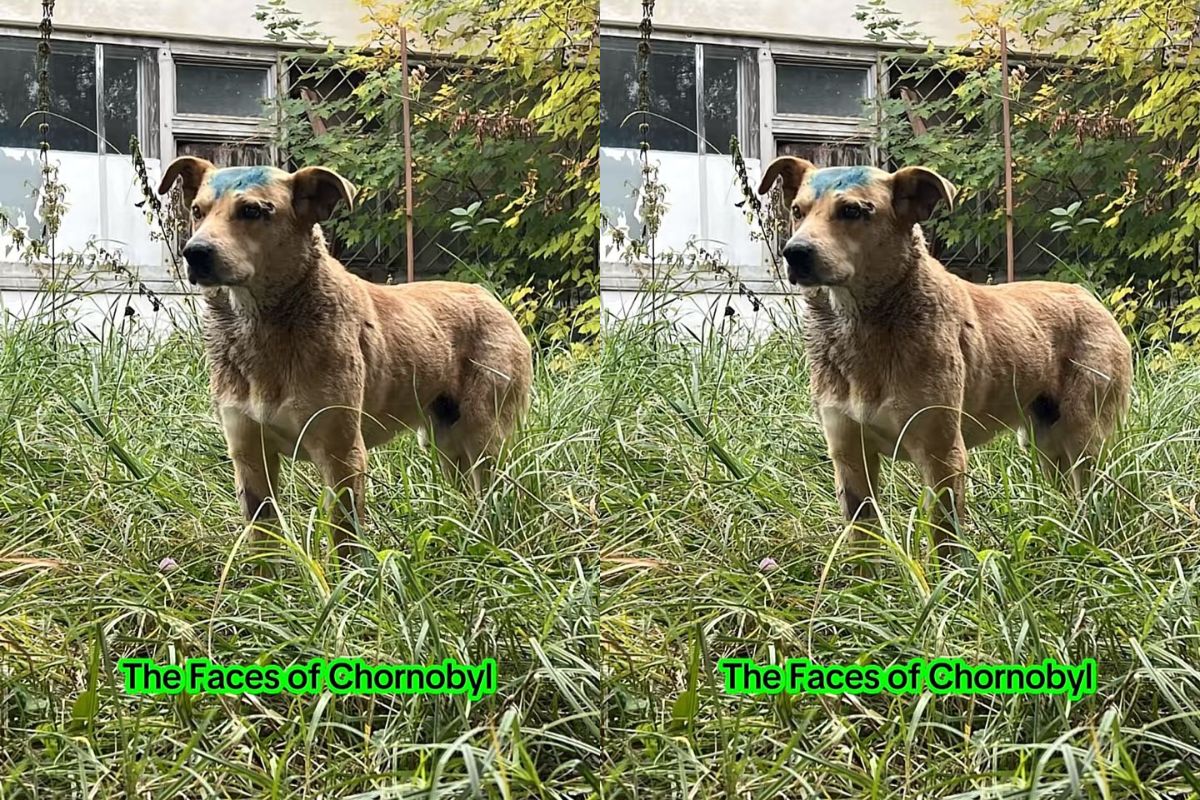 cachorros azuis em chernobyl