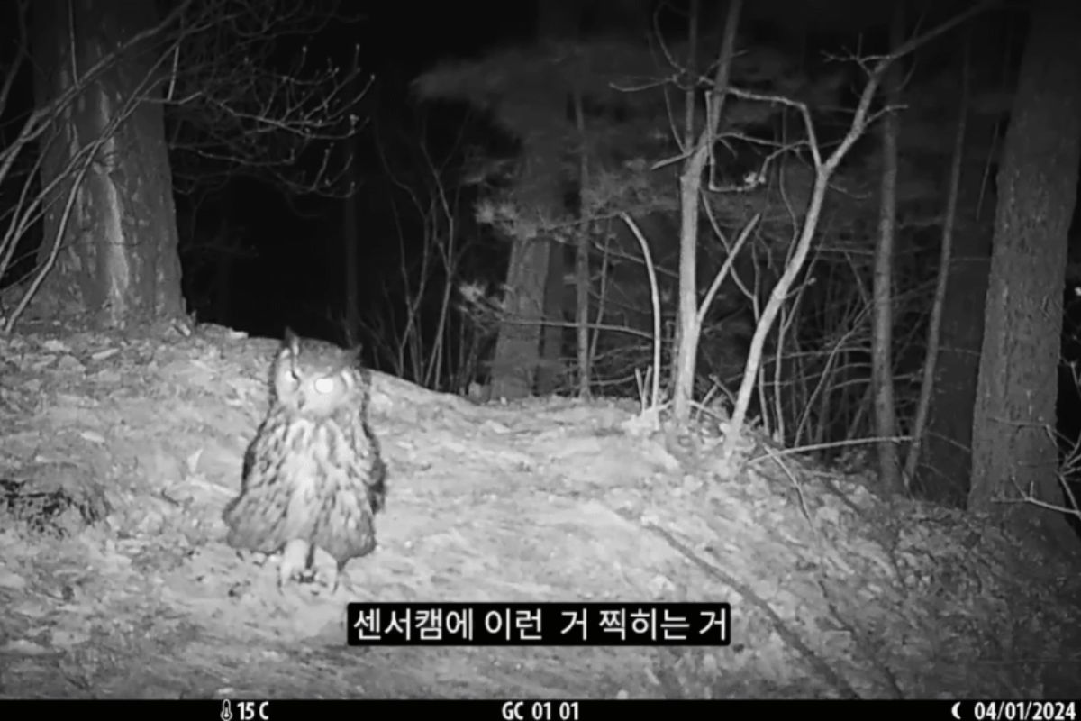 coruja-real - animal selvagem