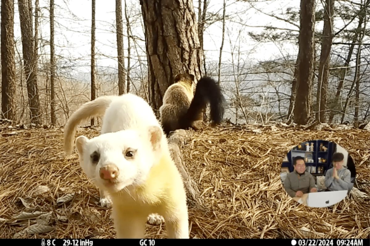 espécie dambo branco