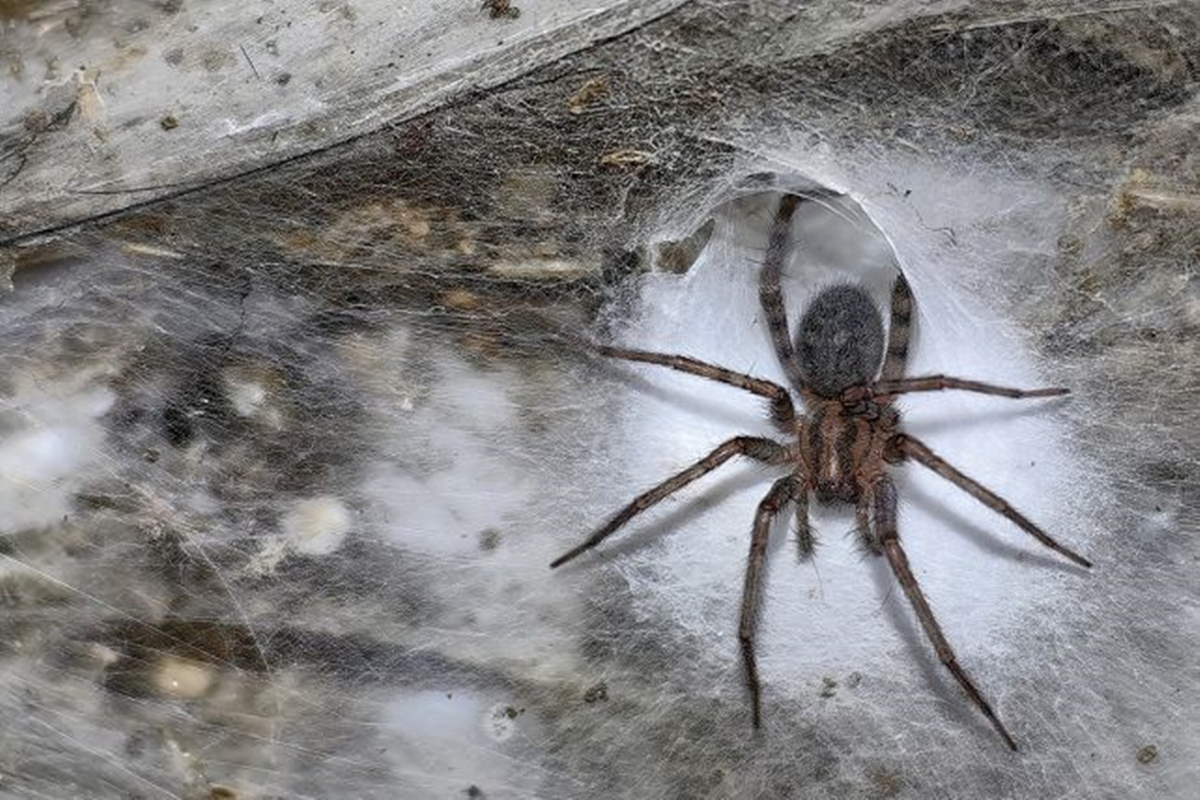 Imagem colorida mostra teia da aranha-de-funil-de-celeiro (Tegenaria domestica) - Metrópoles