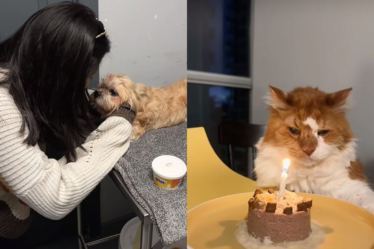 tutores levam cachorro para passar o ultimo dia em parque