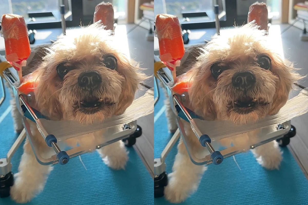 tutores levam cachorro para passar o ultimo dia em parque