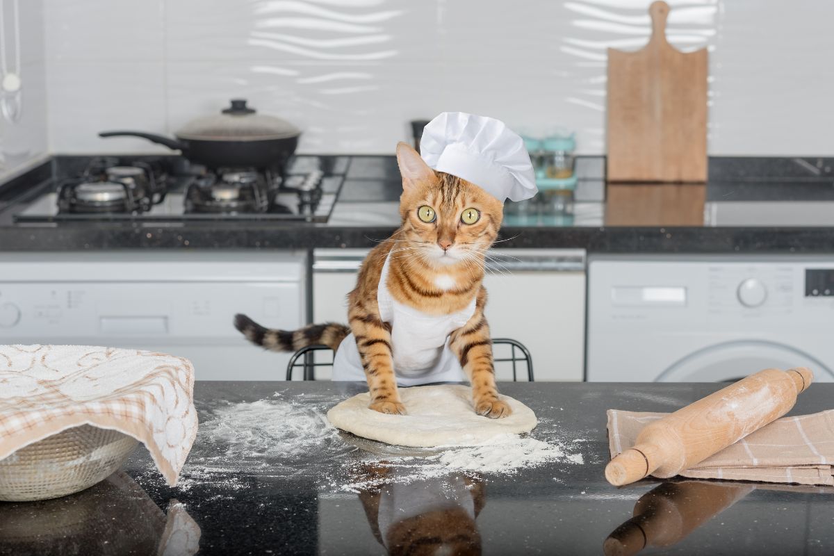 Gato Fazendo 'Pãozinho': Descubra o Segredo por Trás Desse Comportamento Fofo!