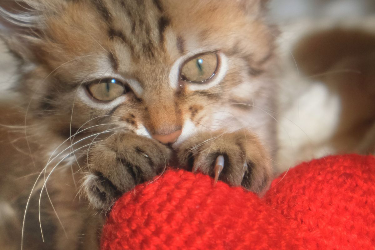 foto colorida felino amassando pão