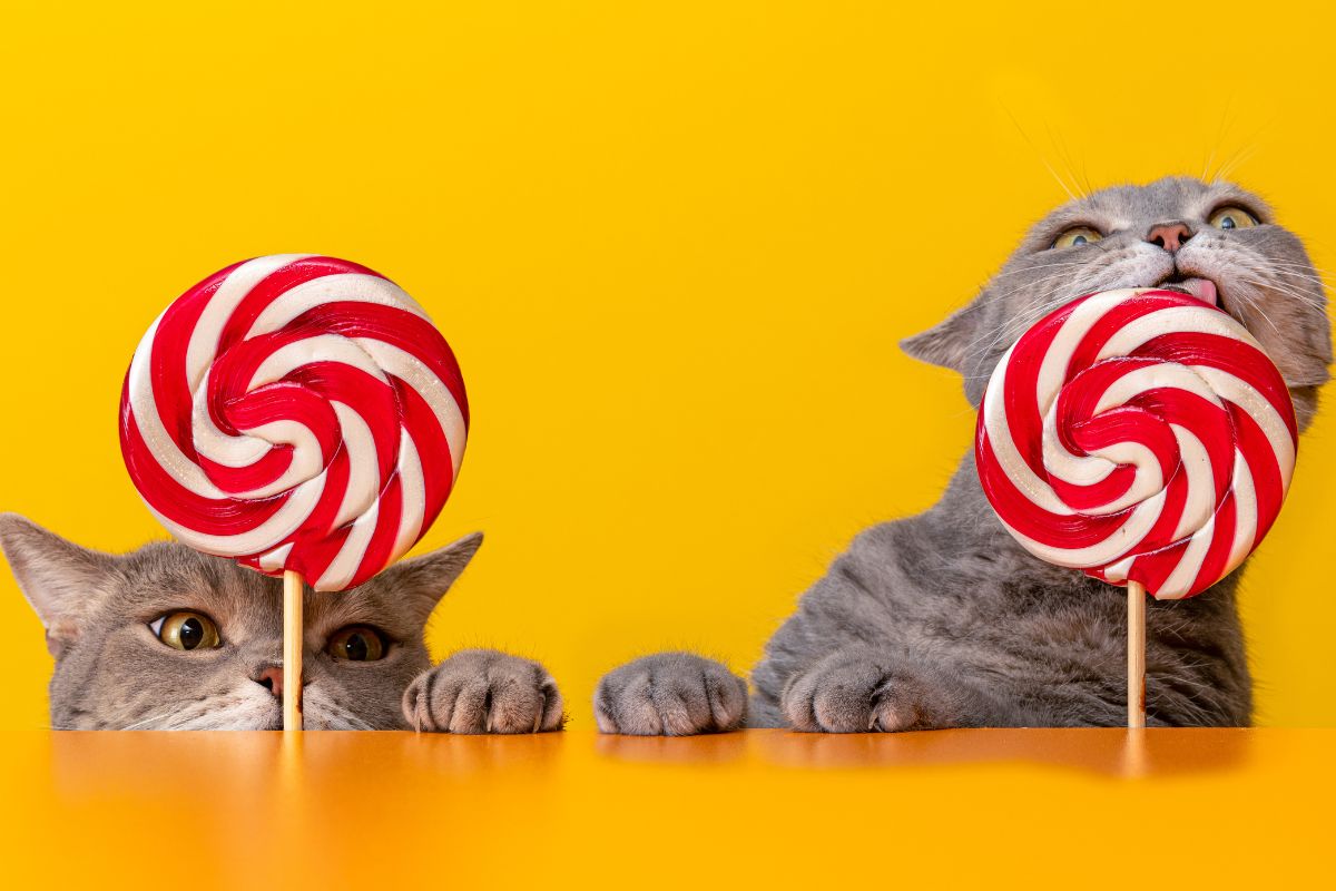 foto colorida com dois gatos lambendo pirulito de açúcar 