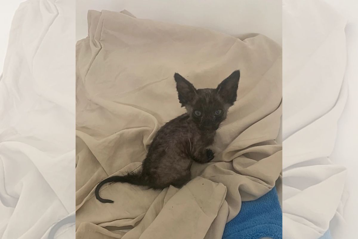 print colorido vídeo de resgate de gata de rua