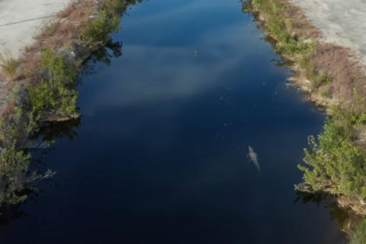 Imagem colorida mostra crocodilo nadando em usina nos Estados Unidos - Metrópoles