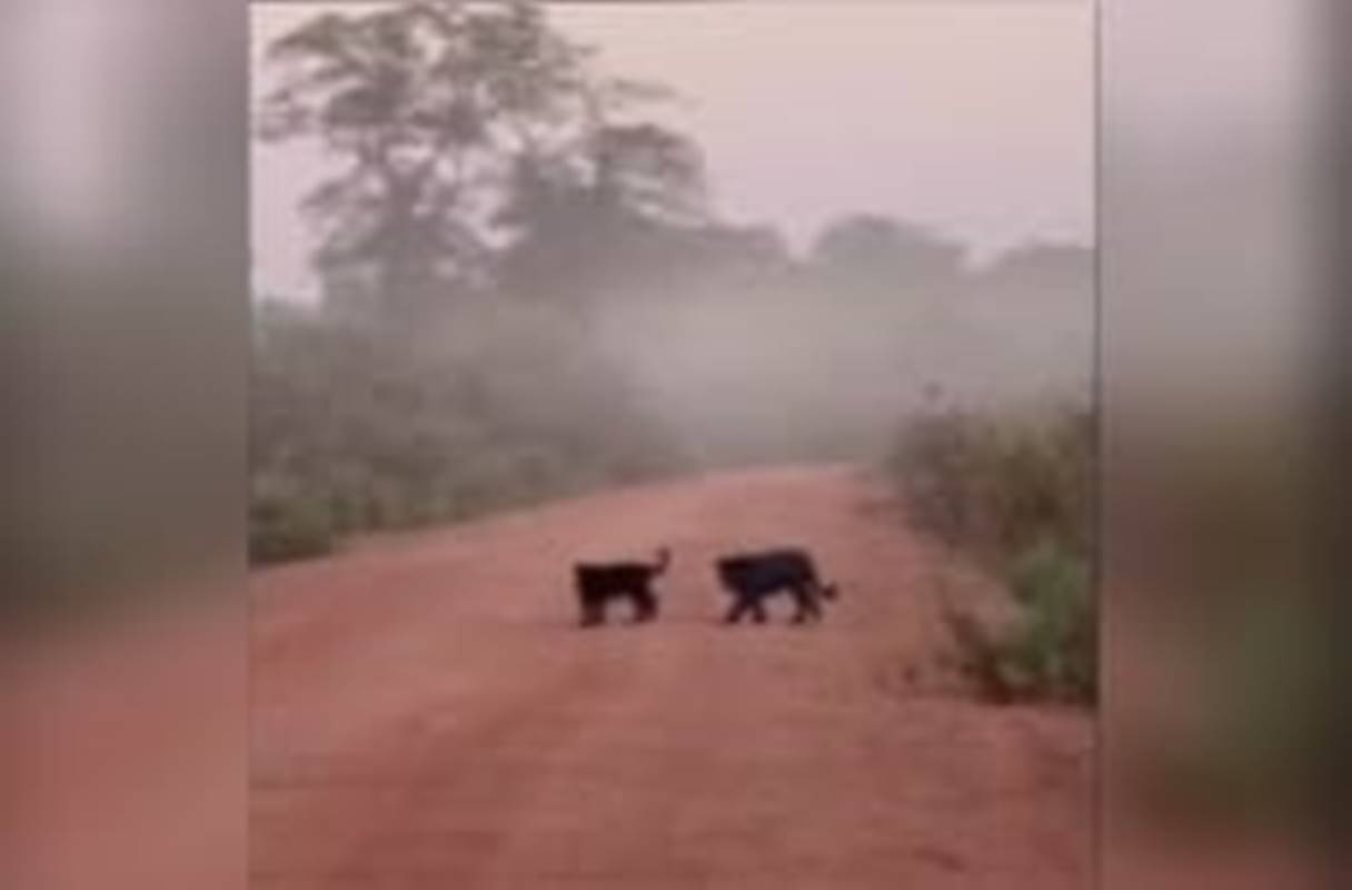 FLAGRA INÉDITO! Onça-preta e filhote protagonizam cena rara em estrada de MT