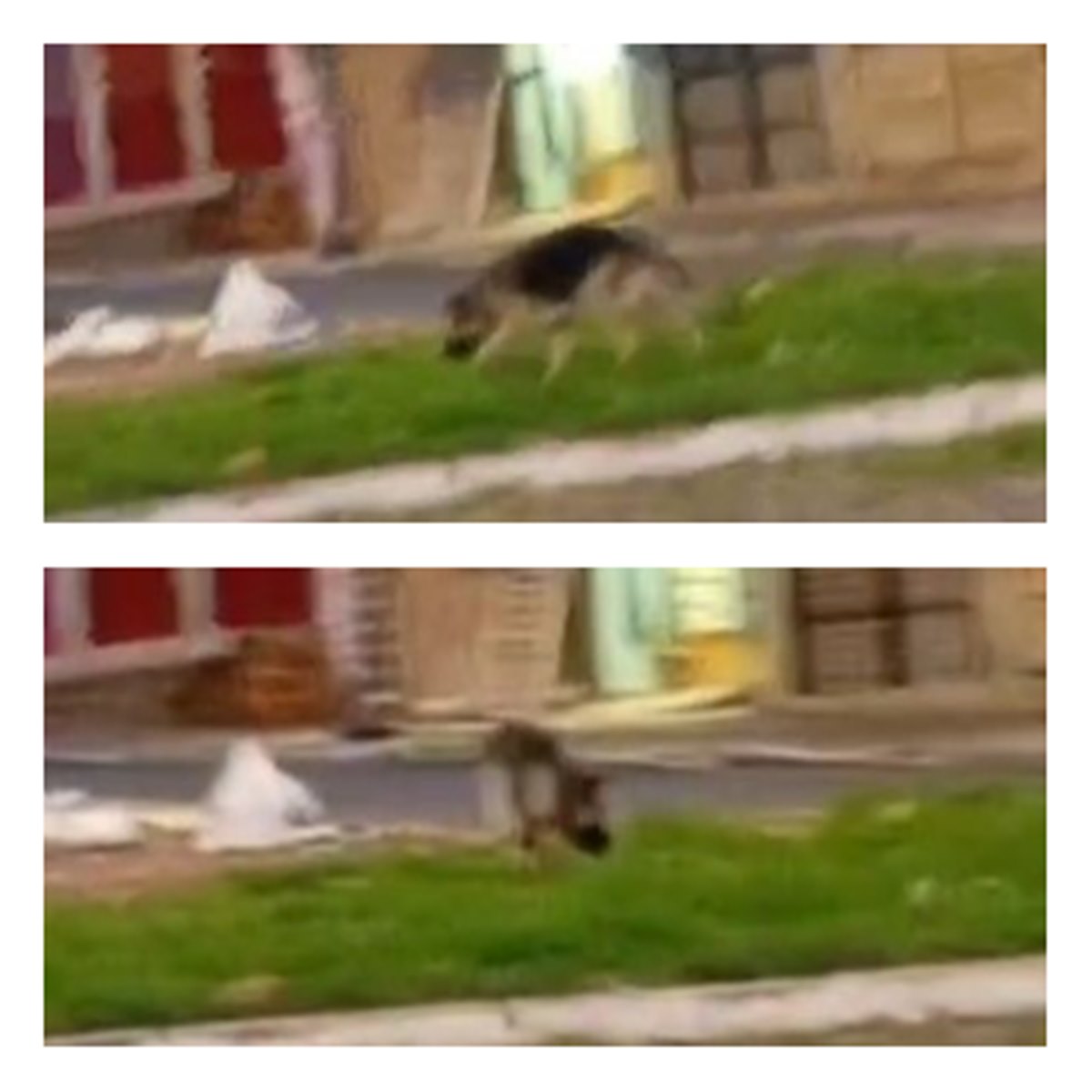 Pastor alemão solto na rua no DF mata pinscher e tutor é indiciado