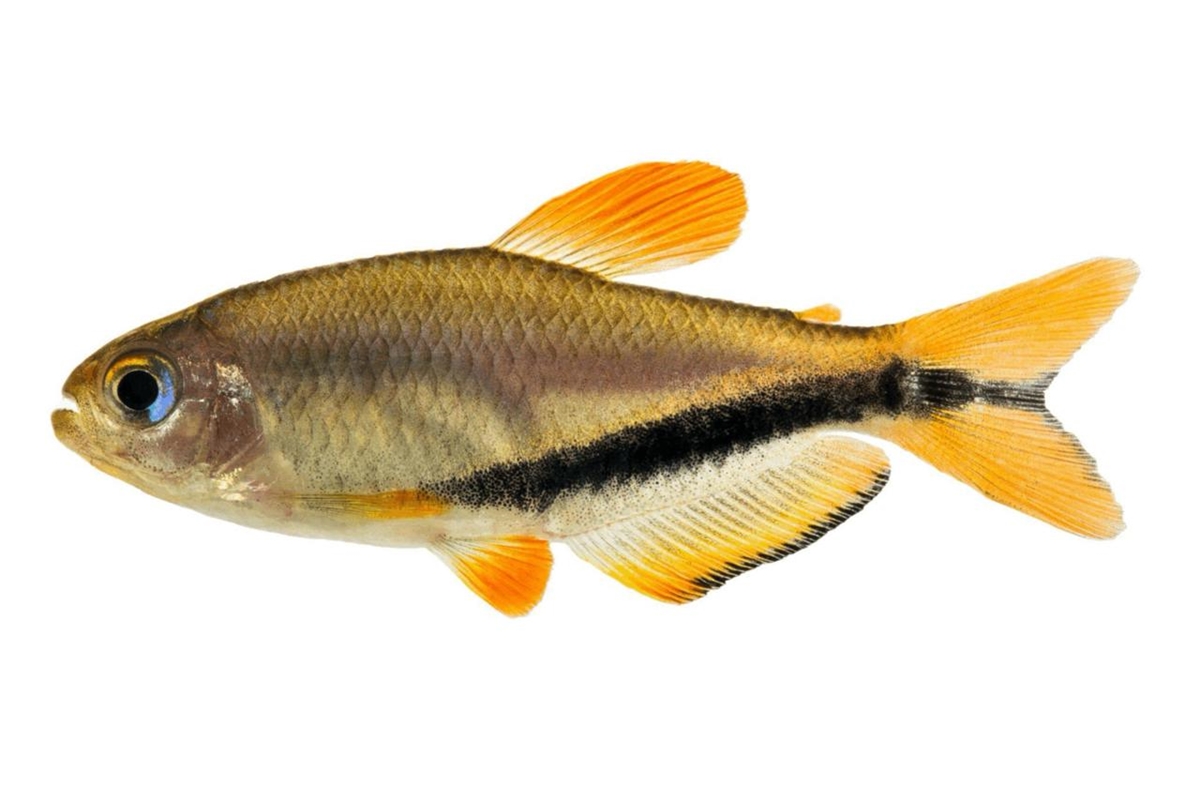 Descoberta Explosiva! Novo Peixe Incrível com Cores Vibrantes Encontrado no Brasil!