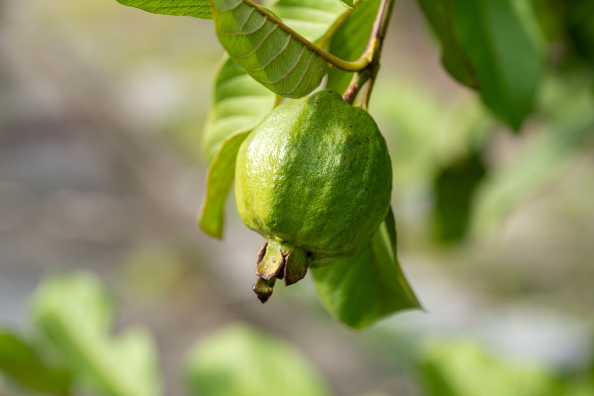 Foto colorida de planta de goiabeira - Esse chá ajuda na digestão e pode colaborar para o controle da glicose - Metrópoles