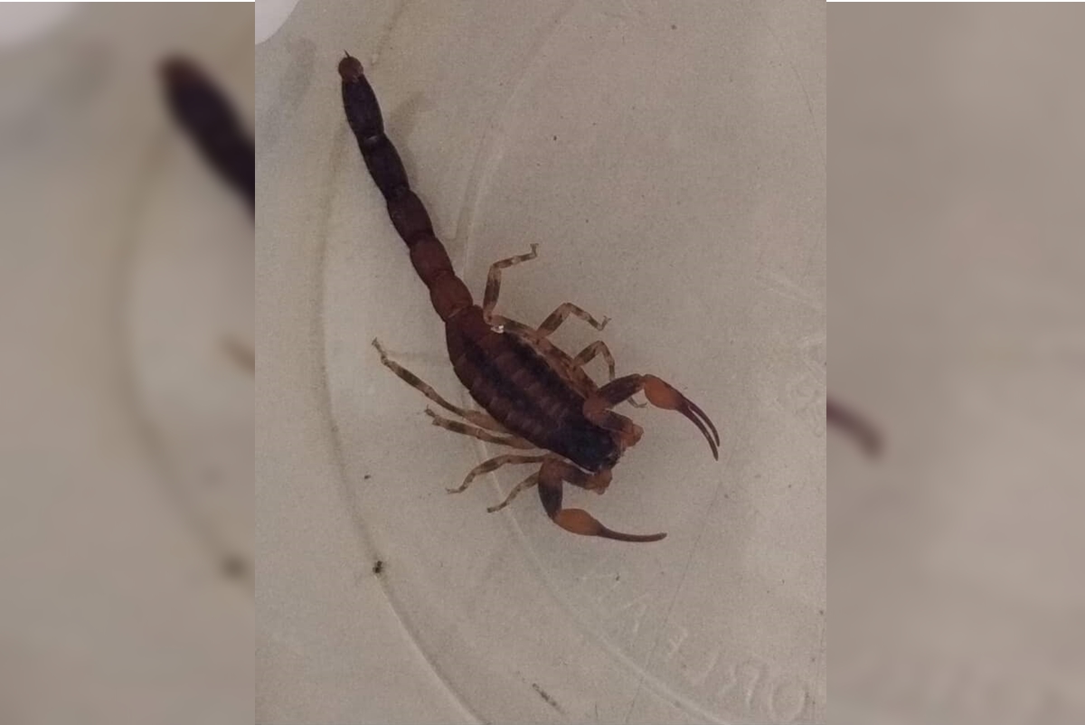 Distrito Federal registra em média 13 acidentes com escorpião por dia