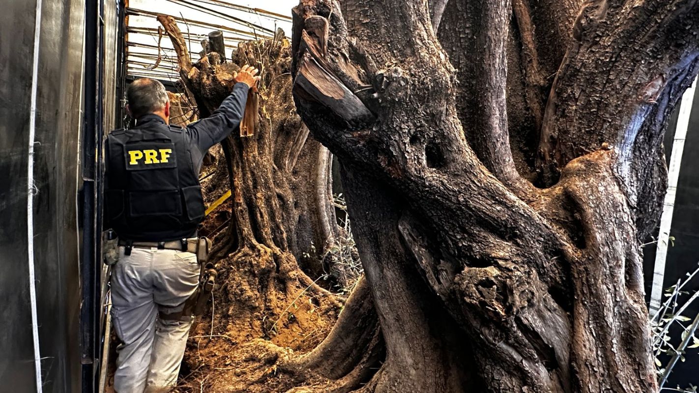 PRF acha carga de oliveiras contrabandeadas. Árvores valem R$ 150 mil