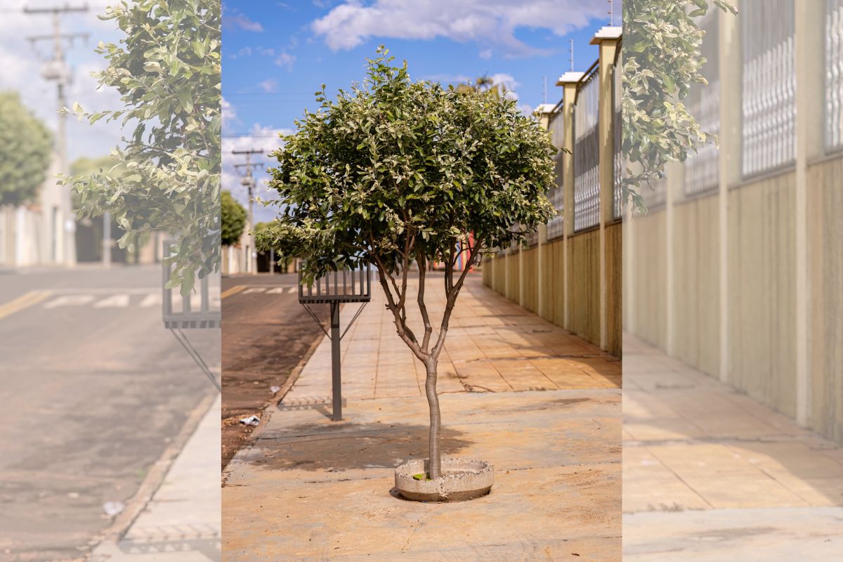 foto colorida árvore Oiti (Licania tomentosa)