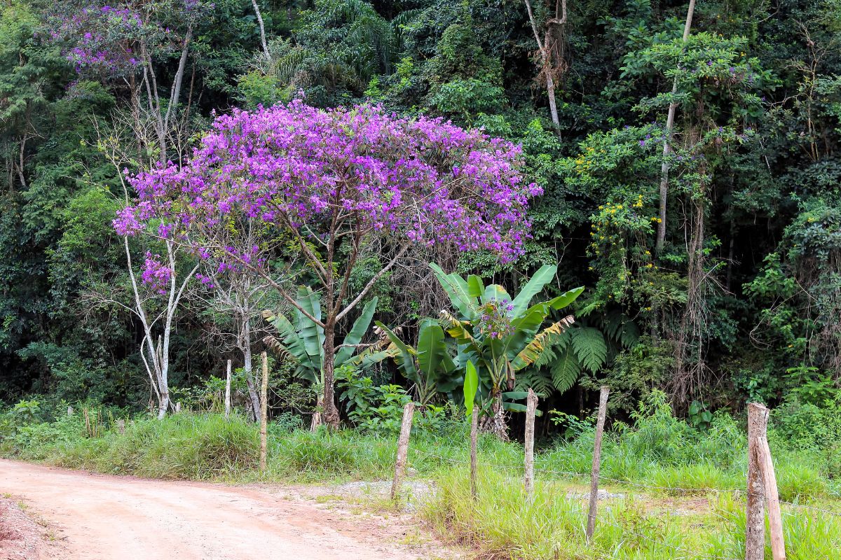 foto colorida árvore Quaresmeira (Tibouchina granulosa) 