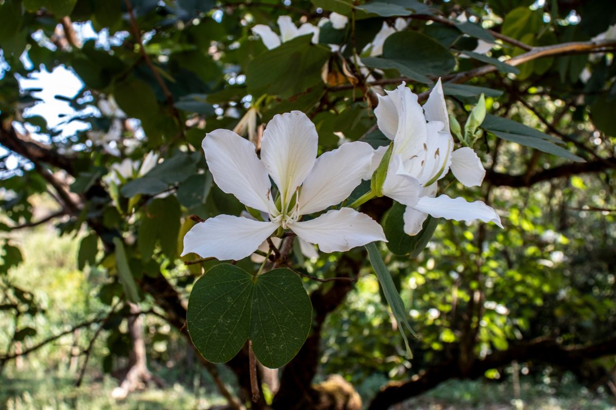 foto colorida árvore Pata-de-vaca (Bauhinia forficata)