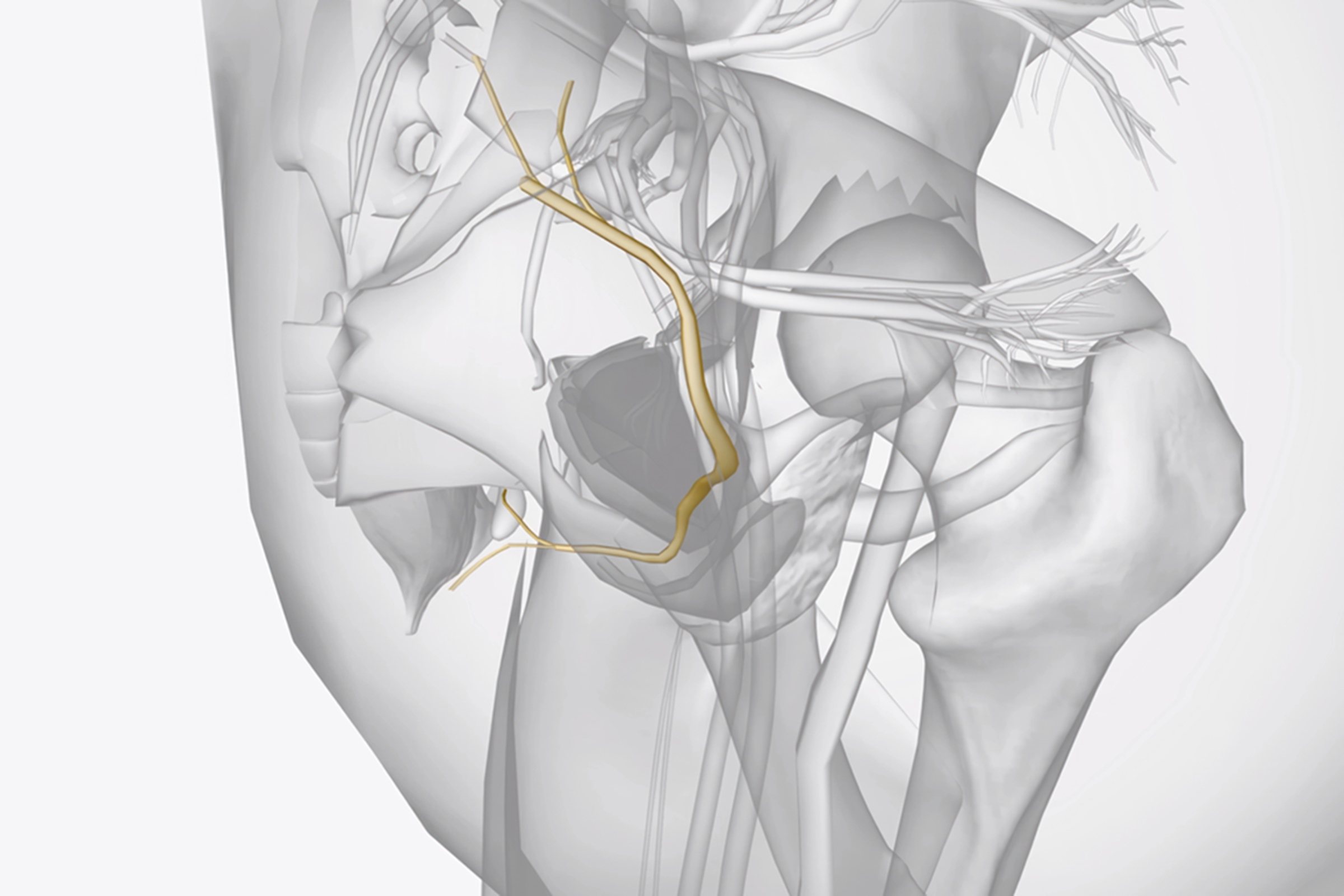 Ilustração mostra onde está o nervo pudendo, responsáveli por vários movimentos da região da genitália - Metrópoles