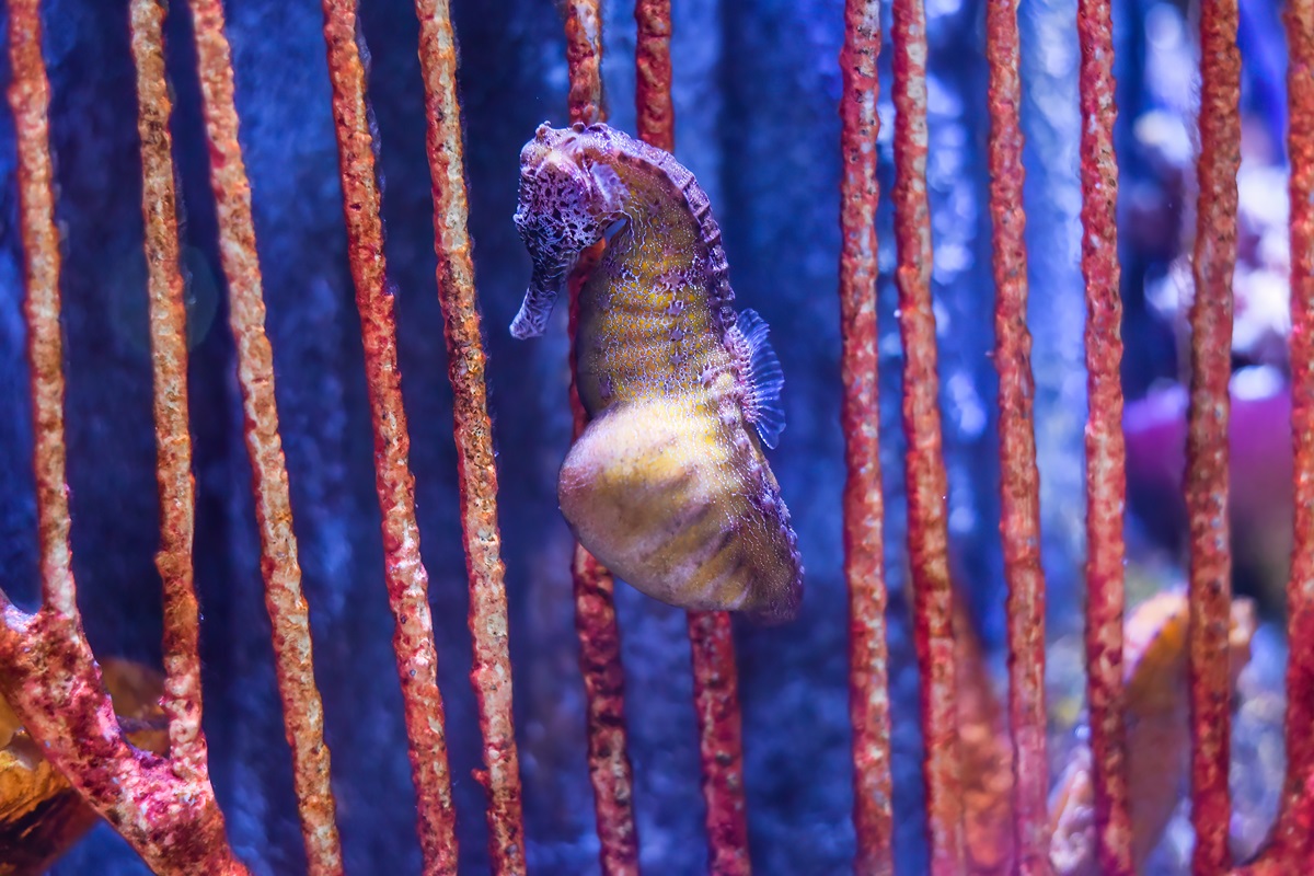 Gravidez masculina? Saiba como os cavalos-marinhos se reproduzem
