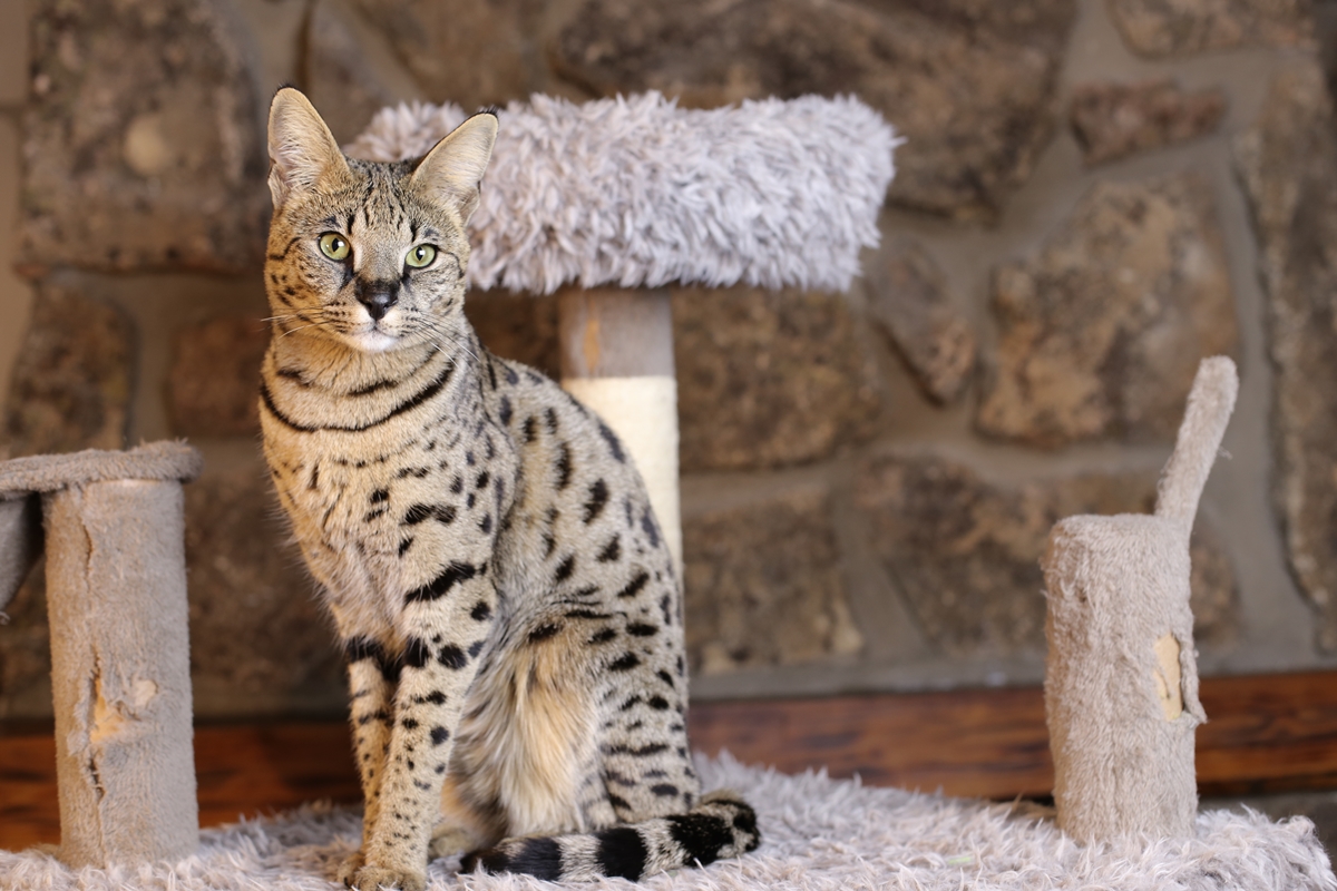 savannah hybrid cat