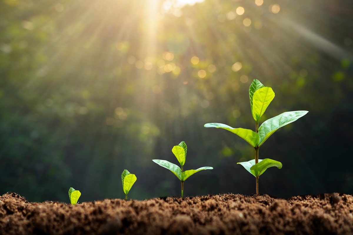 Cientistas descobrem lei universal que limita o crescimento da vida