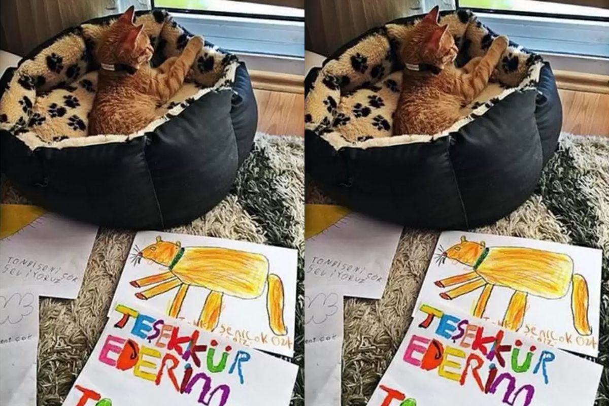 gato tombi na sala de aula