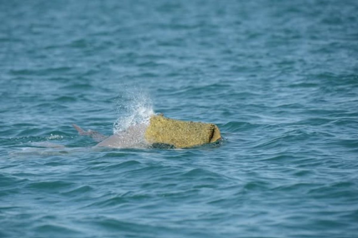 foto colorida golfinho com chapéu de esponja