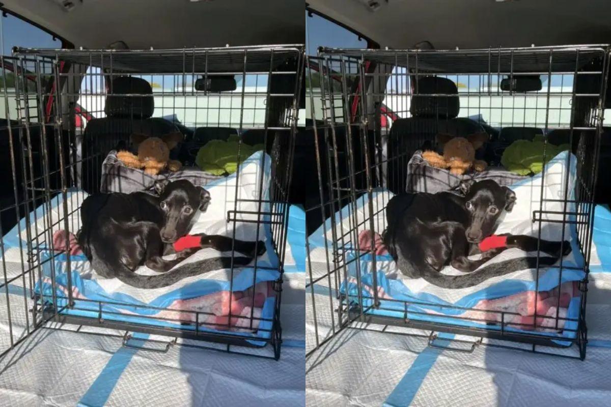 cadela achada em plantação de abóbora